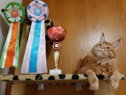 Tempio Felinox Boxer - maine-coon