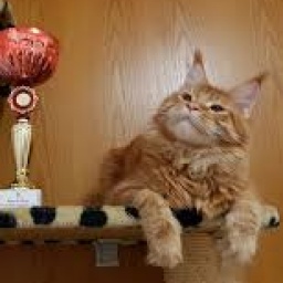 Tempio Felinox Boxer