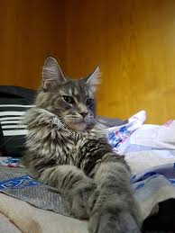 Sina's Little Giants Nobody is Perfect but Me - мейн-кун