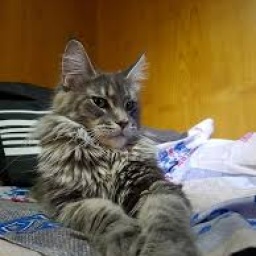 Sina's Little Giants Nobody is Perfect but Me