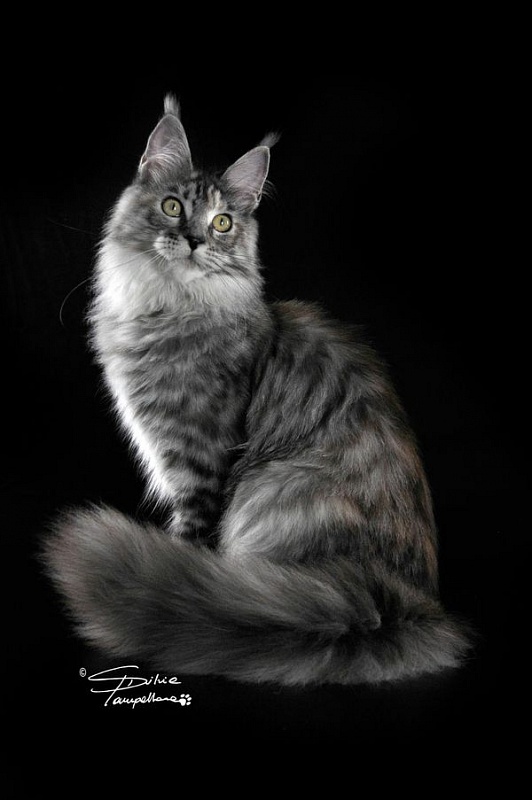 AmericanLynx Yamaha Team - мейн-кун