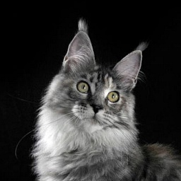 AmericanLynx Yamaha Team