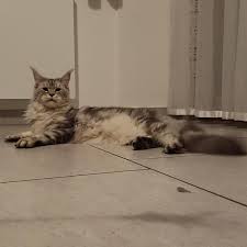 Tempio Felinox Aeternum