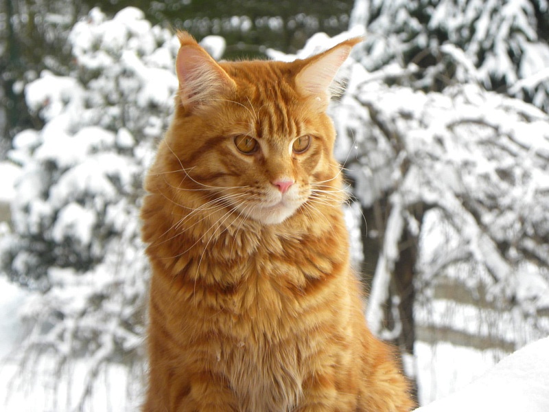 Sigfrido Di Gatt'Opera - maine-coon