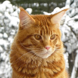 Sigfrido Di Gatt'Opera