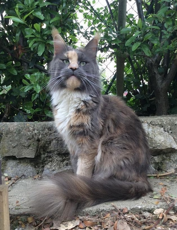 Sidney Di Gatt'Opera - maine-coon