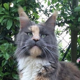 Sidney Di Gatt'Opera