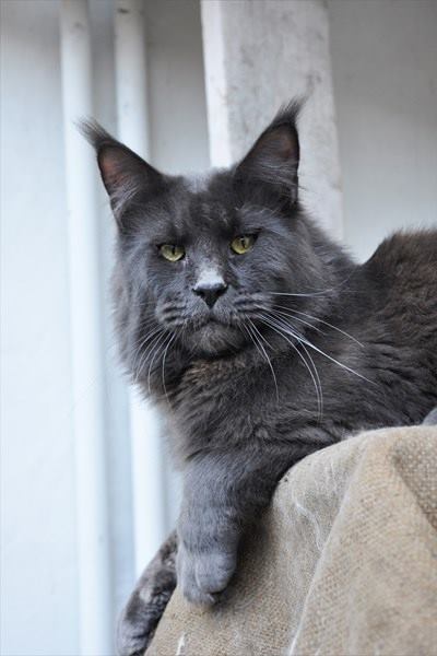 HoneyDevil Elf - мейн-кун