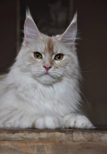 AmericanLynx Toda Joia - мейн-кун