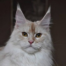 AmericanLynx Toda Joia