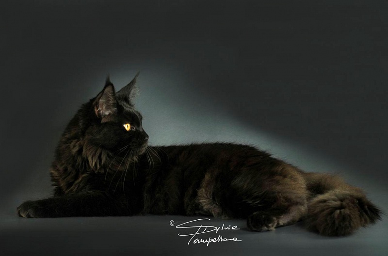 Borg z Matrixu - maine-coon