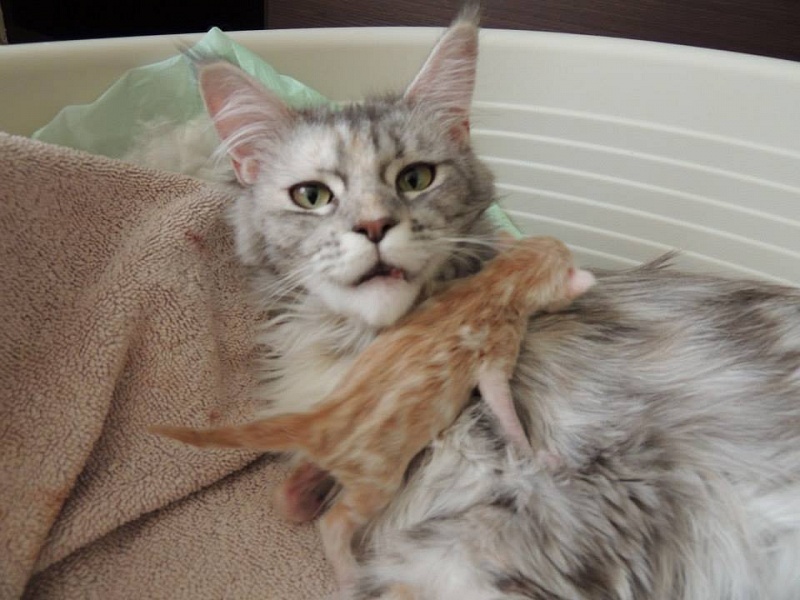 Jacqueline J'Kennedy Arbor Vitae - maine-coon