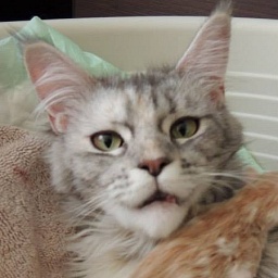 Jacqueline J'Kennedy Arbor Vitae