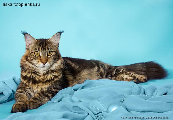 Xanthippe zur Waldemaine - maine-coon