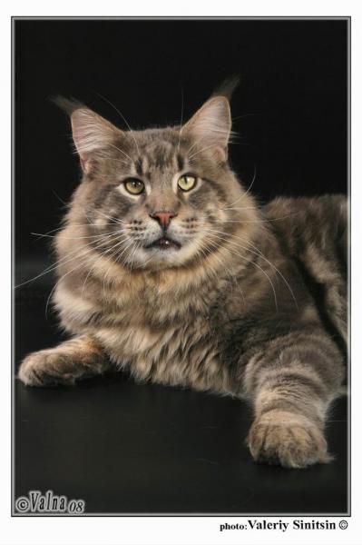 Bajuncat's Voevoda Moroz - maine-coon