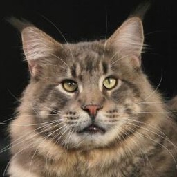 Bajuncat's Voevoda Moroz