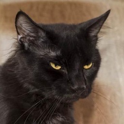 Guinness Seventh Fleet