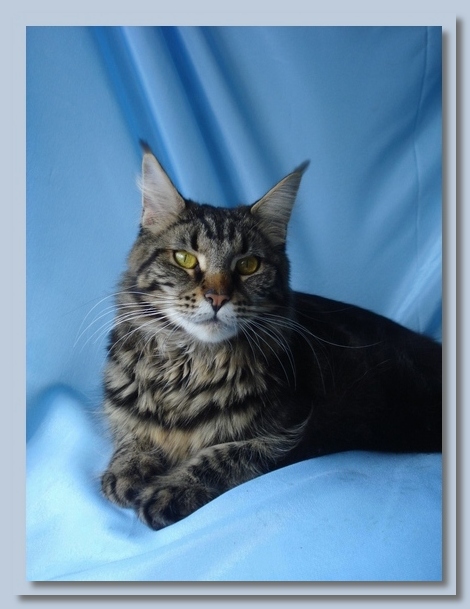 Brungilda Black Island - Кошеня мейн-кун 1 місяць 1 тиждень