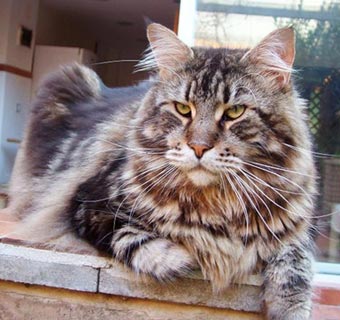 Omkara Crazy Horse - мейн-кун