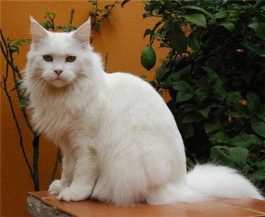 Guldfakse Winnebago de Omkara - Дорослий мейн-кун 6 років 1 місяць 3 тижні