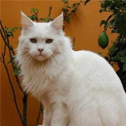 Guldfakse Winnebago de Omkara