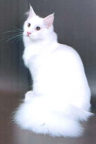 Omkara Miwok of Alexander-Fred - maine-coon