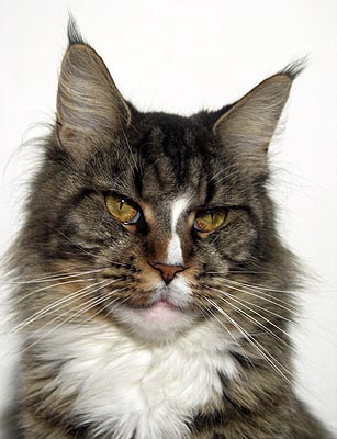 Top Coon Anya Avica - Adult maine-coon 2 years 4.5 months
