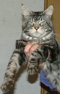 Going Light Bodyguard - maine-coon