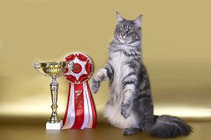 Love Hulen's Nirvana - maine-coon