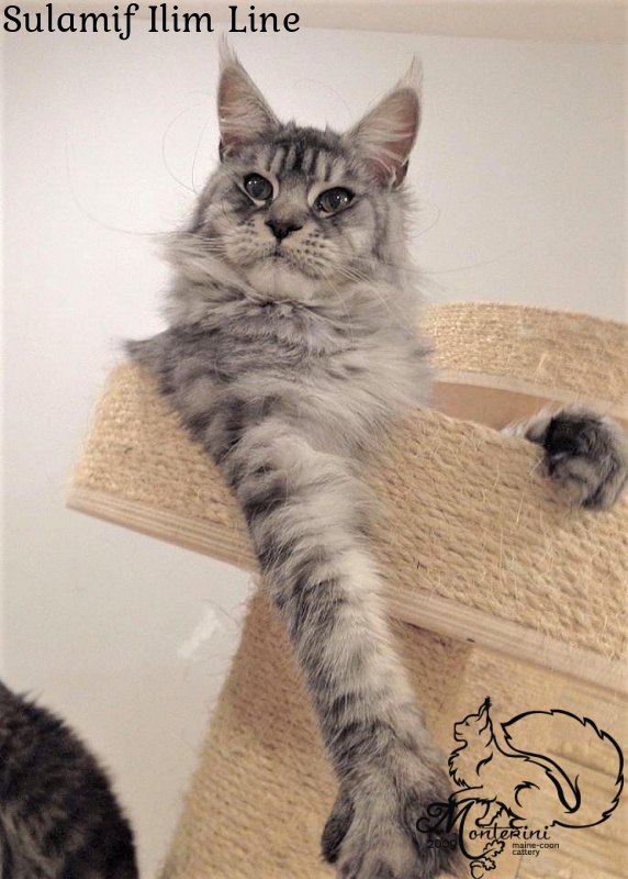 Sulamif Ilim Line - maine-coon