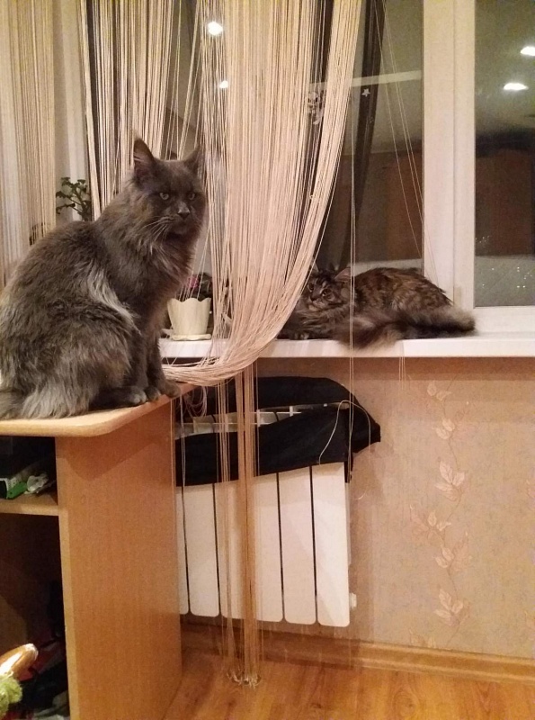 Kamal Ilim Line - maine-coon