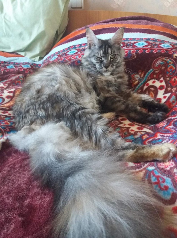 Zelfrida Ilim Line - maine-coon
