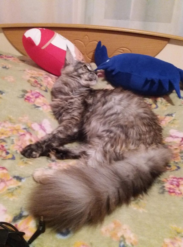 Zelfrida Ilim Line - maine-coon