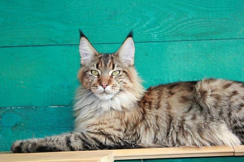 Absolut Felis Silvestris - мейн-кун