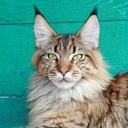 Absolut Felis Silvestris