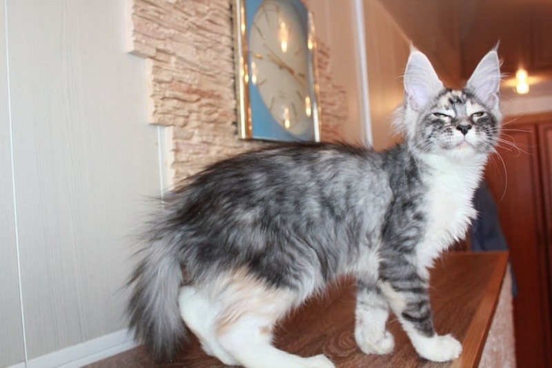 Tiffany Ilim Line - maine-coon