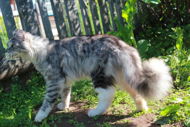 Tiffany Ilim Line - maine-coon