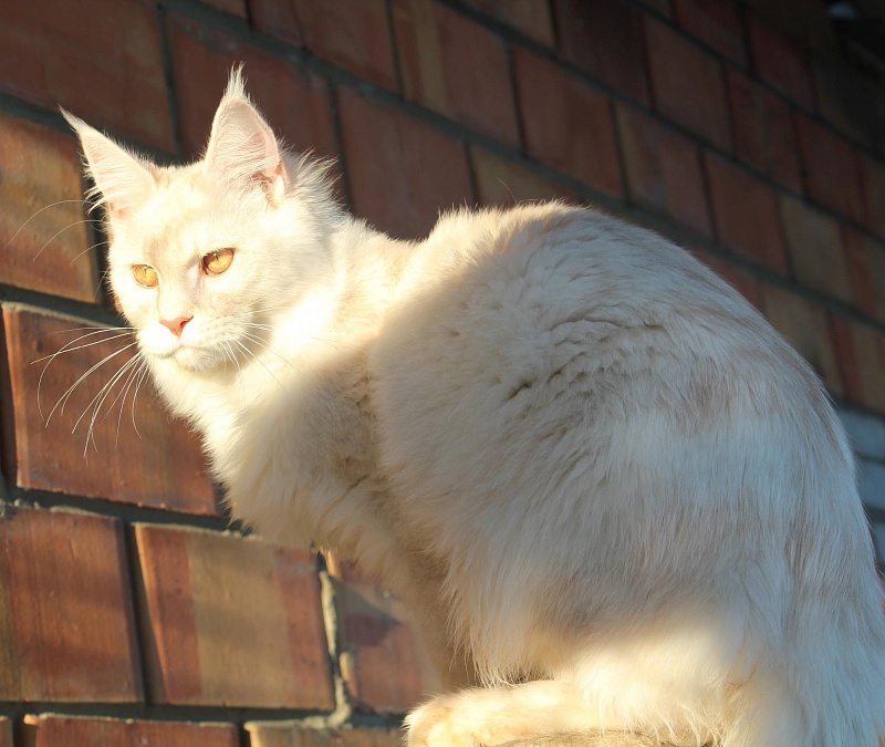 Goose Olimpian - мейн-кун