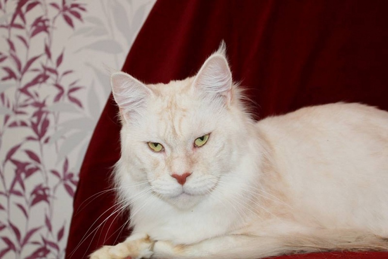 Goose Olimpian - мейн-кун