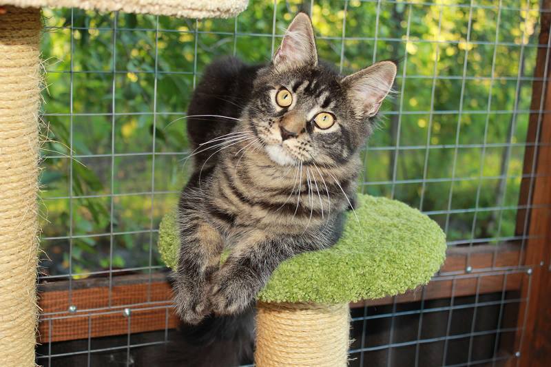 Country Joy Irma - мейн-кун