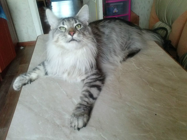 Albion Ilim Line - maine-coon