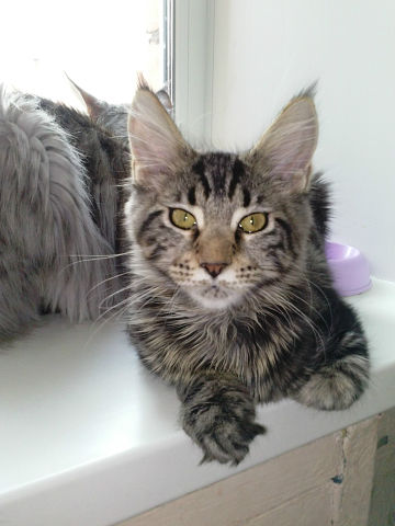 Bianka Ilim Line - maine-coon