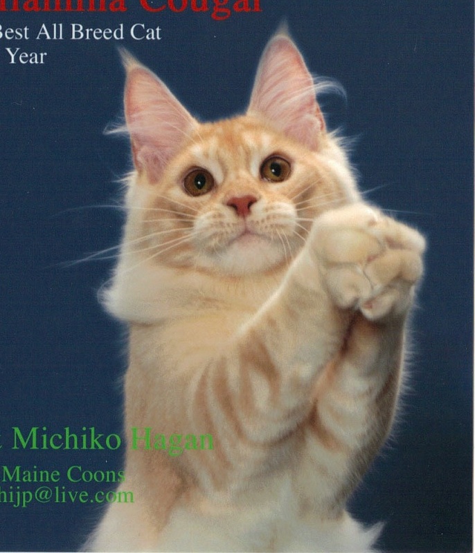 Williamina Cougar - мейн-кун