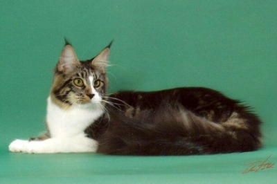 Williamina Miss Chivas - мейн-кун