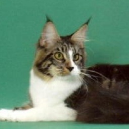 Williamina Miss Chivas