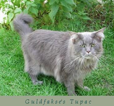 Guldfakse Tupac - maine-coon