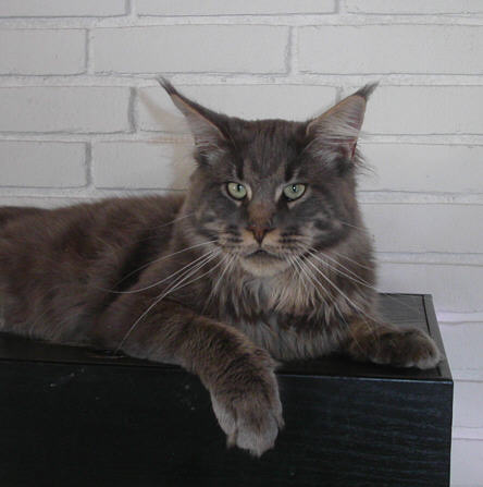 Chimera Haze of Love - мейн-кун