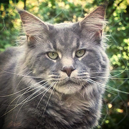 Chimera Haze of Love