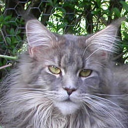 Ailuro Chimalis Corazon