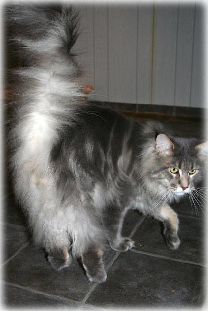 Wytopitlock The Final Cut - мейн-кун